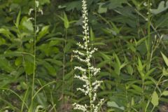 Eastern Featherbells, Stenanthium gramineum