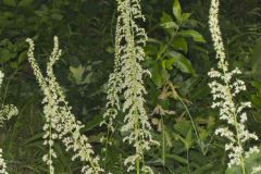 Eastern Featherbells, Stenanthium gramineum