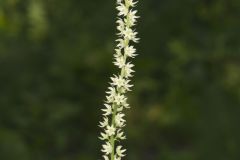 Eastern Featherbells, Stenanthium gramineum