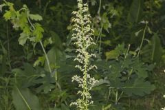 Eastern Featherbells, Stenanthium gramineum