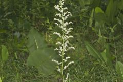 Eastern Featherbells, Stenanthium gramineum