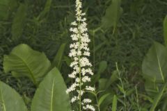 Eastern Featherbells, Stenanthium gramineum