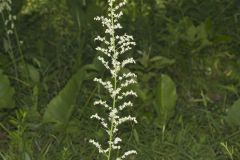 Eastern Featherbells, Stenanthium gramineum