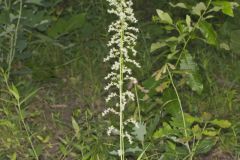 Eastern Featherbells, Stenanthium gramineum