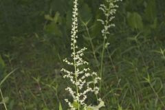 Eastern Featherbells, Stenanthium gramineum