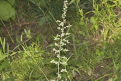 Eastern Featherbells, Stenanthium gramineum