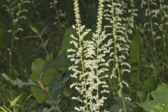 Eastern Featherbells, Stenanthium gramineum