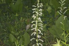 Eastern Featherbells, Stenanthium gramineum