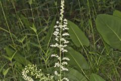 Eastern Featherbells, Stenanthium gramineum