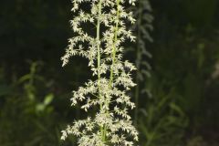 Eastern Featherbells, Stenanthium gramineum