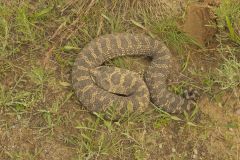 Eastern Hognose Snake, Heterodon platirhinos