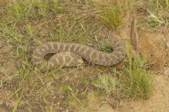 Eastern Hognose Snake, Heterodon platirhinos