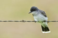 Eastern Kingbird, Tyrannus tyrannus