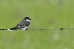 Eastern Kingbird, Tyrannus tyrannus