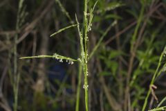 Eastern mannagrass, Glyceria septentrionalis