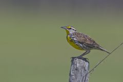 Eastern Meadowlark, Sturnella magna