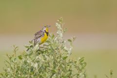 Eastern Meadowlark, Sturnella magna