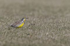 Eastern Meadowlark, Sturnella magna