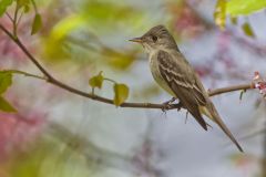 Eastern Peewee, Contopus virens