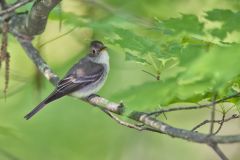 Eastern Peewee, Contopus virens