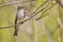 Eastern Peewee, Contopus virens