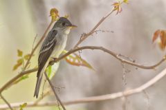 Eastern Peewee, Contopus virens