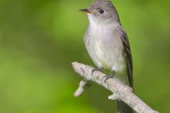 Eastern Peewee, Contopus virens