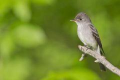 Eastern Peewee, Contopus virens