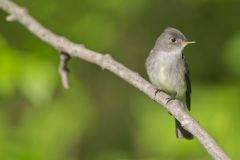 Eastern Peewee, Contopus virens