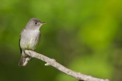 Eastern Peewee, Contopus virens