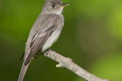 Eastern Peewee, Contopus virens