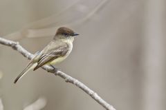 Eastern Phoebe, Sayornis phoebe