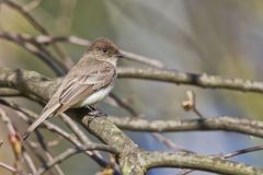 Eastern Phoebe, Sayornis phoebe