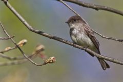 Eastern Phoebe, Sayornis phoebe