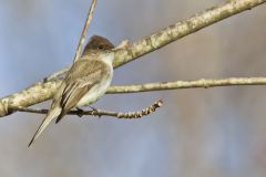 Eastern Phoebe, Sayornis phoebe