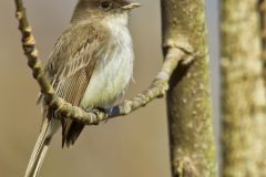 Eastern Phoebe, Sayornis phoebe