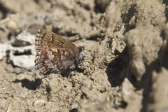 Eastern Pine Elfin, Callophrys niphon