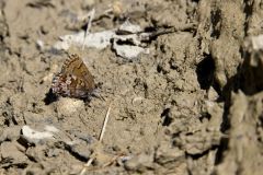 Eastern Pine Elfin, Callophrys niphon