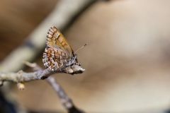 Eastern Pine Elfin, Callophrys niphon