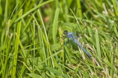 Eastern Pondhawk, Erythemis simplicicollis