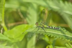 Eastern Pondhawk, Erythemis simplicicollis