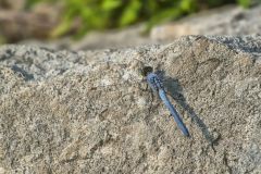 Eastern Pondhawk, Erythemis simplicicollis