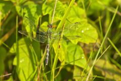 Eastern Pondhawk, Erythemis simplicicollis