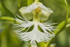 Eastern Prairie Fringed Orchid, Platanthera leucophaea