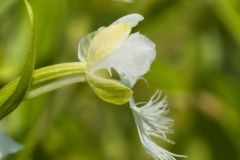 Eastern Prairie Fringed Orchid, Platanthera leucophaea