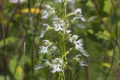 Eastern Prairie Fringed Orchid, Platanthera leucophaea