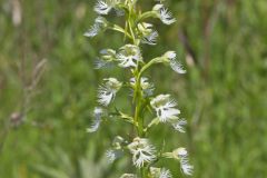 Eastern Prairie Fringed Orchid, Platanthera leucophaea