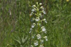 Eastern Prairie Fringed Orchid, Platanthera leucophaea