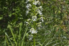 Eastern Prairie Fringed Orchid, Platanthera leucophaea