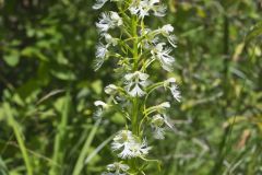 Eastern Prairie Fringed Orchid, Platanthera leucophaea